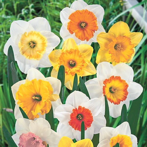 Milty Color Van Bourgondien Multi-Colored Flowering All Summer Lily Dormant Bulb ...