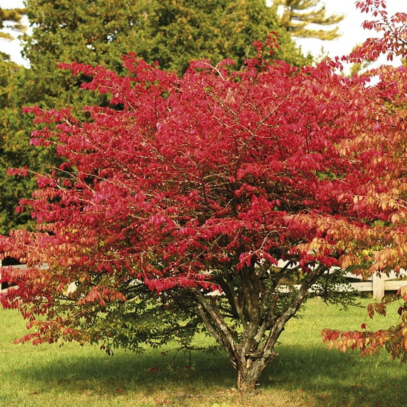 Van Zyverden Burning Bush Red 1 Plant Root Stock Red Partial Sun Perennial Easy to Grow 3 lbs