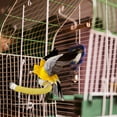 thumbnail image 6 of Rope Bird Cage Perch Chewing Toy with Screws for Small Birds Parakeets Cockatiels Chewable Standing Rod to Trim Nails and Satisfy Natural Instincts(Yellow),Ccwuwei, 6 of 7