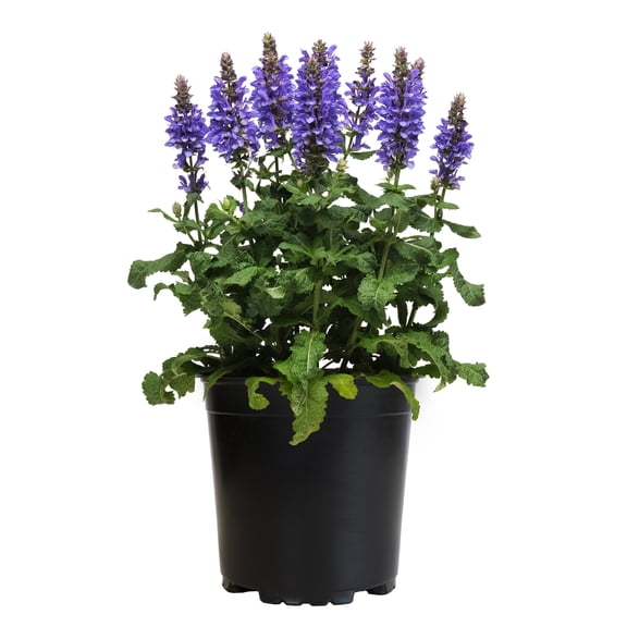 Altman Plants 1G Victoria Blue Salvia Annual Live Plant, Vibrant Blue Flowering Garden Plant for Full Sun, Heat Tolerant, Attracts Bees & Butterflies