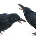 thumbnail image 4 of BGZLEU Realistic Black Feathered Crows for Halloween Outdoors and Indoors Decorations Birds,Handmade Halloween Decorations,Halloween Artificial Handmade Feathered Crows, 4 of 8