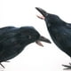 thumbnail image 3 of Black-Feathered Small Crows Halloween Decorations | Outdoor&Indoor Decor | Fake Bird, Halloween Birds, Scary Ravens, Decorative Crows, Raven | Home, Fence, Porch, Tree, Party Decoration, 3 of 6