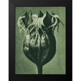 thumbnail image 2 of Blossfeldt, Karl 11x14 Black Modern Framed Museum Art Print Titled - Tellima randiflora (Fringe Cups), 2 of 5