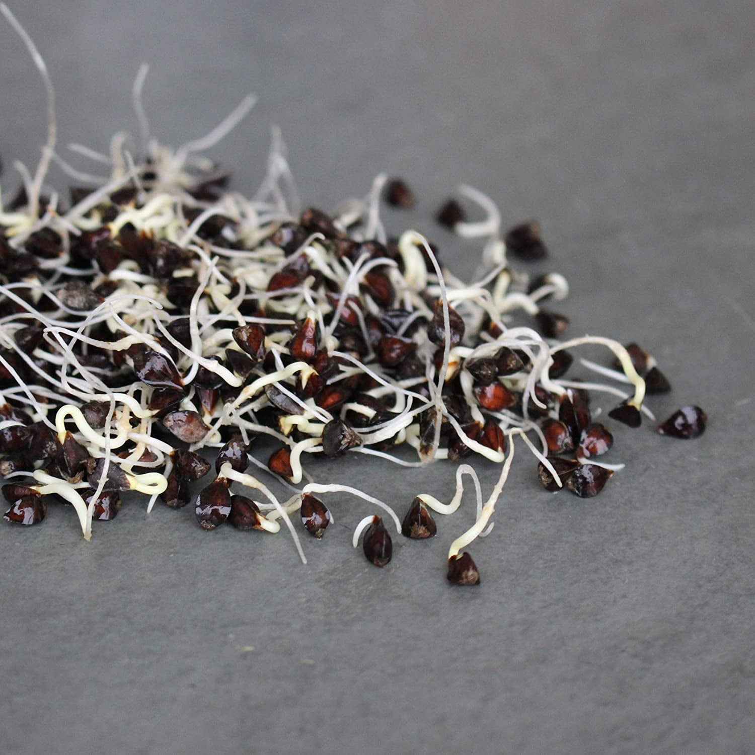 Handy Pantry Bulk Organic Buckwheat Sprouting Seed - 25 Lbs - Unhulled - Organic - Gardening, Growing Salad Greens, Sprouts & Food Storage - Buck Wheat Sprout