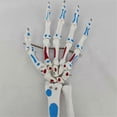 thumbnail image 4 of Skeleton Hand Model, Hand Joint Model, with Wrist, Ulna, Hinged Hand , Palmar Anatomy Muscle Model, 4 of 5