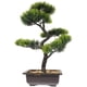 thumbnail image 1 of WORGEOUS Artificial Bonsai Pine Tree Faux Faux en maceta Display de escritorio de la planta, 1 of 7
