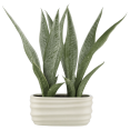 thumbnail image 1 of Bouclair Green Artificial Plant in Ceramic Pot, 1 of 8