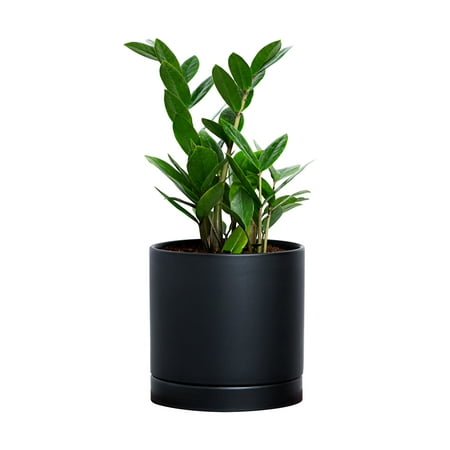UPC 032247000598 product image for Greendigs ZZ Plant  7in. Black Pot  A Low-Maintenance Beauty | upcitemdb.com