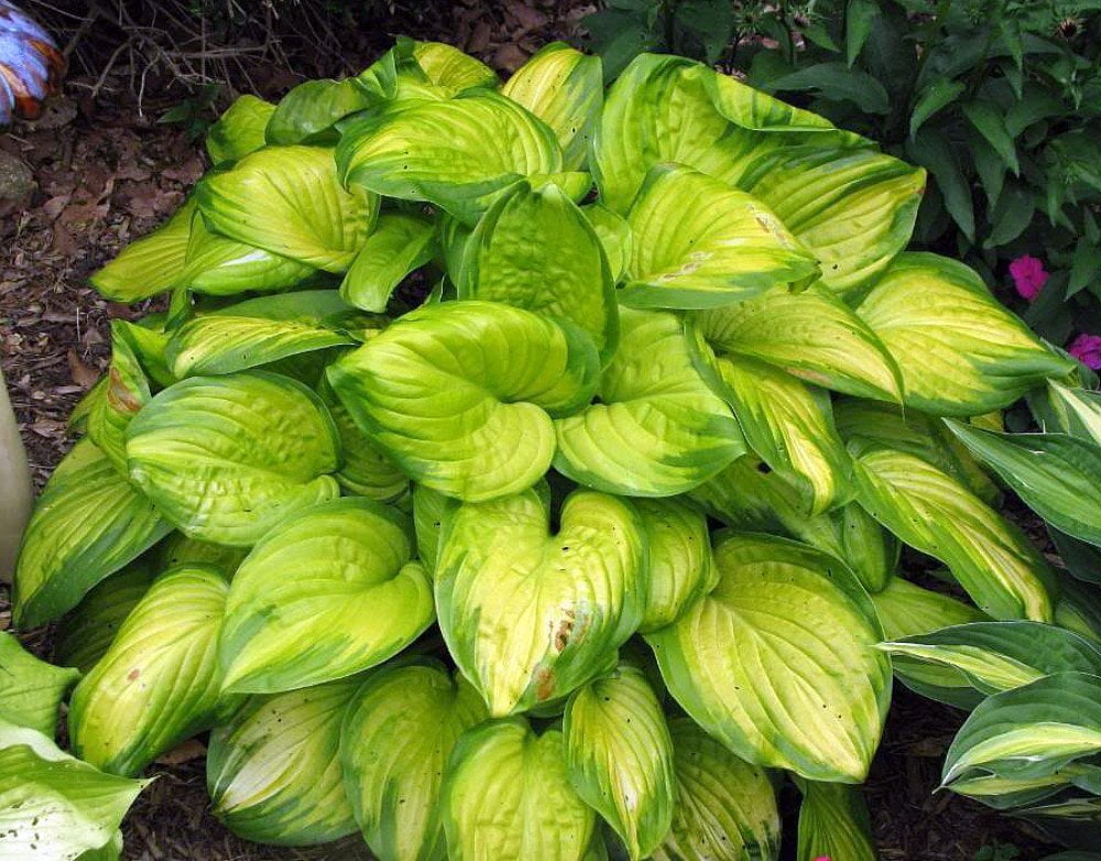 Stained Glass Hosta Hosta Of The Year 06 Live Plant Quart Pot Walmart Com