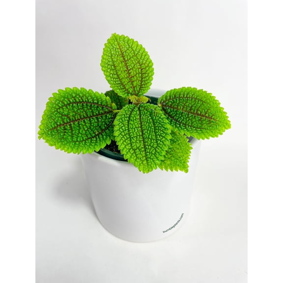 Pilea 'Moon Valley' - 4" Pot - Live Air-Purifying Indoor Plant in Nursery Pot – Easy Care, Low Maintenance Houseplant for Home & Office Decor, Natural Air Cleaner, Best for Beginners (4"Pot)