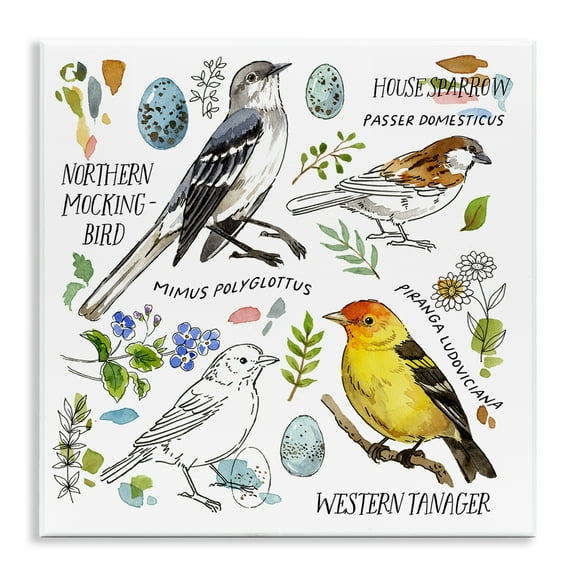 Stupell Industries Local Bird Diagram Animals Painting Unframed Art Print Wall Art, 12 x 12