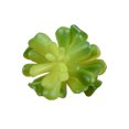 thumbnail image 2 of 10x Fake Succulents Small Vivid Useful Simulated Plants Multi-functional Lifelike Photo Props for Household Yards Lawn Flowerpot Type 9, 2 of 9
