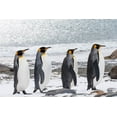 thumbnail image 2 of Goff, Ellen B. 18x13 Gold Ornate Wood Framed with Double Matting Museum Art Print Titled - Southern Ocean-South Georgia-Salisbury Plain-adult king penguins-snowy beach, 2 of 4