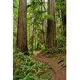 thumbnail image 2 of Brian Moore 4x24 White Modern Wood Framed Wall Art Titled - Hiking Trail I, 2 of 5