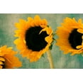 thumbnail image 2 of Stalus, Judy 14x11 White Modern Wood Framed Museum Art Print Titled - Sunflowers II, 2 of 4