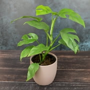 Philodendron Houseplants | 4 Easy Care Plants | 4.25in Pots; Indirect Sun | Element by Altman Plants