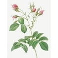 thumbnail image 3 of Redoute, Pierre Joseph 15x18 Black Modern Framed Museum Art Print Titled - Evrats Rose with Crimson Buds, Rosa evratina, 3 of 5