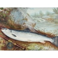 thumbnail image 2 of Kilbourne, Samuel 14x12 Black Ornate Wood Framed with Double Matting Museum Art Print Titled - Trout, 2 of 4