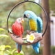 thumbnail image 2 of Estatuilla de resina para jardín, guacamayo, estatuilla para exteriores, árbol de 7 pulgadas, decoración colgante con Rojo + azul Cola Decoraciones Estatua de loro, 2 of 8