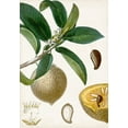 thumbnail image 2 of Turpin 11x14 White Modern Wood Framed Museum Art Print Titled - Turpin Tropical Fruit I, 2 of 4