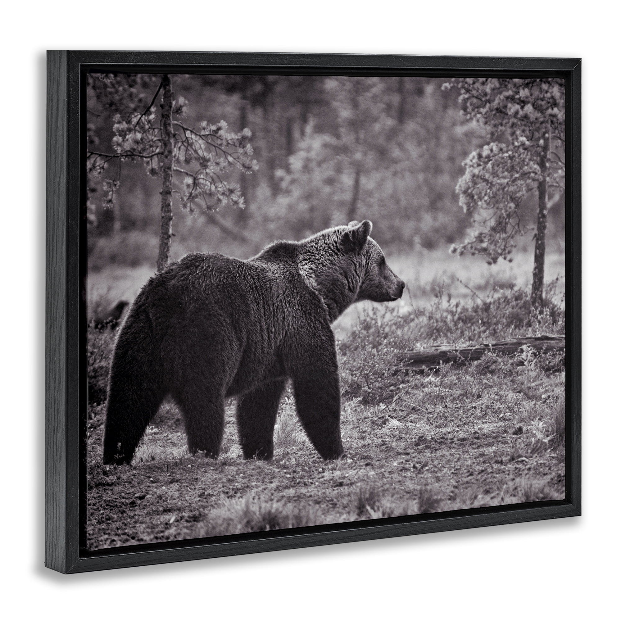 Stupell Industries Bear Stepping in Forest Animals & Insects Photography Black Floater Framed Canvas Art Print Wall Art, 31 x 25