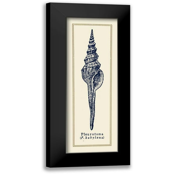 Gorham, Gregory 7x14 Black Modern Framed Museum Art Print Titled - Pleurotoma Shell II
