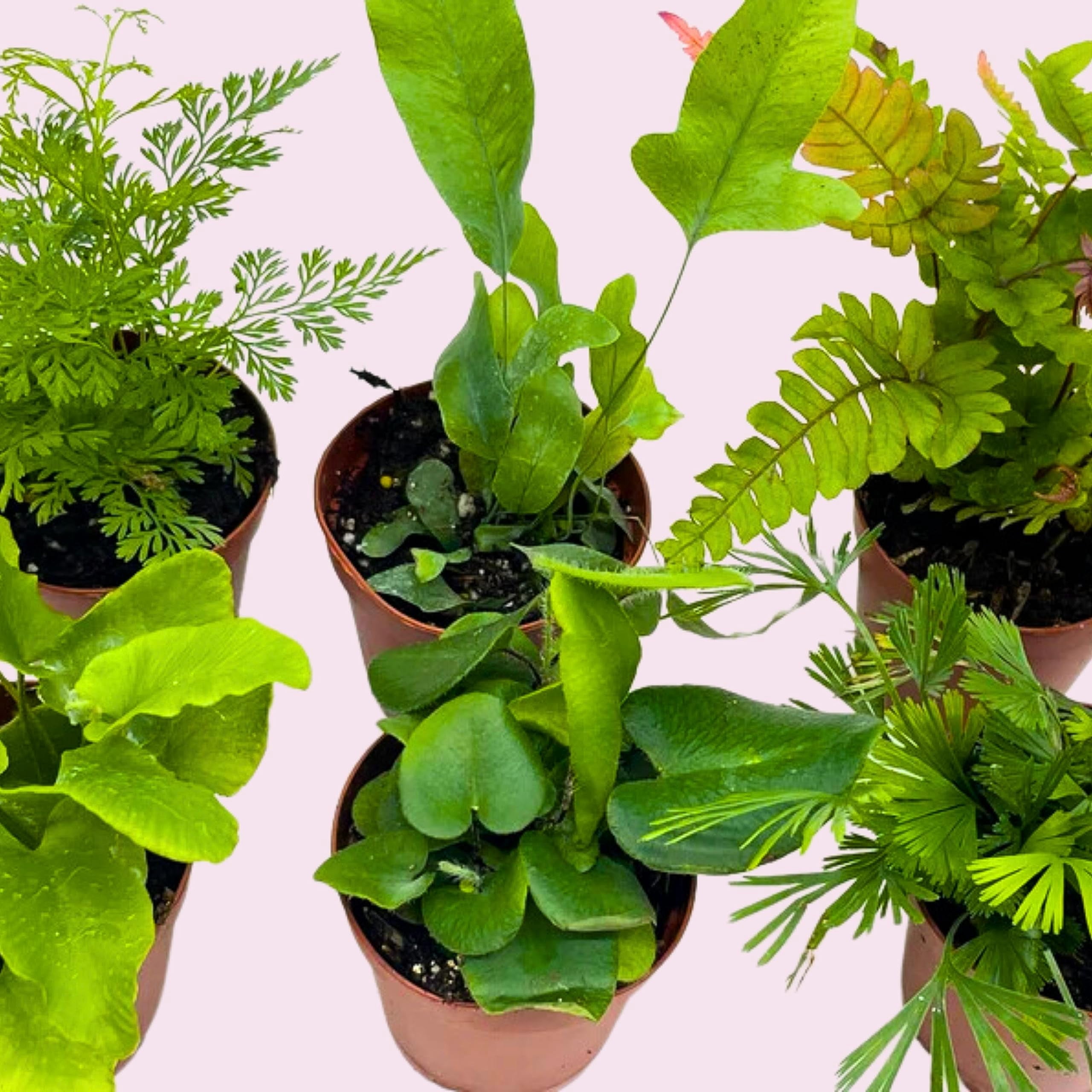 BubbleBlooms Fern Variety Assortment, 6 Different Plants, Variety Bundle- 2 Inch Pots