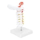 thumbnail image 4 of Modelo de vértebra cervical Ticfox con arteria carótida cervical y base de PVC, 4 of 12