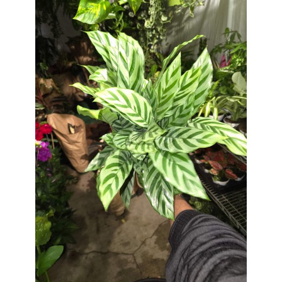 6 inch pot - Calathea Concinna 'Freddie Beautiful light green indoor plant easy care air Purifier - Get similar to the picture!