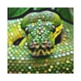thumbnail image 1 of Green Python Pointillism - Canvas, 1 of 10