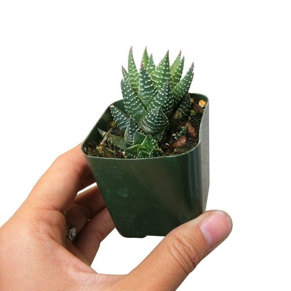 Haworthia African Pearls (2"  Plastic Pot) - Tiny, Lovely, Easy to Care Succulent for Beginners - Live Succulent for Home Office