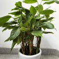 thumbnail image 2 of Jaula de Soporte para Plantas cozyou 20x28 cm Paquete de 6 Verde, 2 of 7