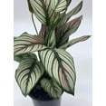 thumbnail image 4 of Calathea majestica, 4 inch, Striped Pyjamas, White Star, 4 of 9