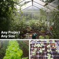 thumbnail image 4 of Organic Black Hungarian Pepper 0.25 Oz ~1,250 Seeds – Heirloom, Non-GMO, Open-Pollinated – Mildly Hot Jalapeño Shape – 1,500–2,500 SHU – 70–79 Days – For Containers, Raised Beds & Gardens, 4 of 5