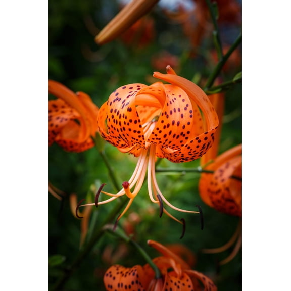 Seedville 20 Turk’s Cap Tiger Lily Flower Seeds, Perennial