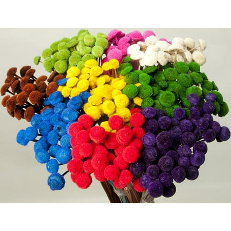 - Dried Floral Button Flowers - Colors 3-4 oz bunch Length 16-22in. -- Single bunch - Yellow