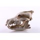 thumbnail image 4 of Escultura de cráneo animal, estatua de cráneo de cabeza de lobo modelo de cráneo artesanías de resina decoración retro del hogar regalo, 4 of 5