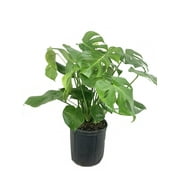 Wekiva Foliage - Monstera Deliciosa - Live Plant in a 10 inch Pot - Philodendron 'Monstera Deliciosa' - Beautiful Clean Air Indoor Plant
