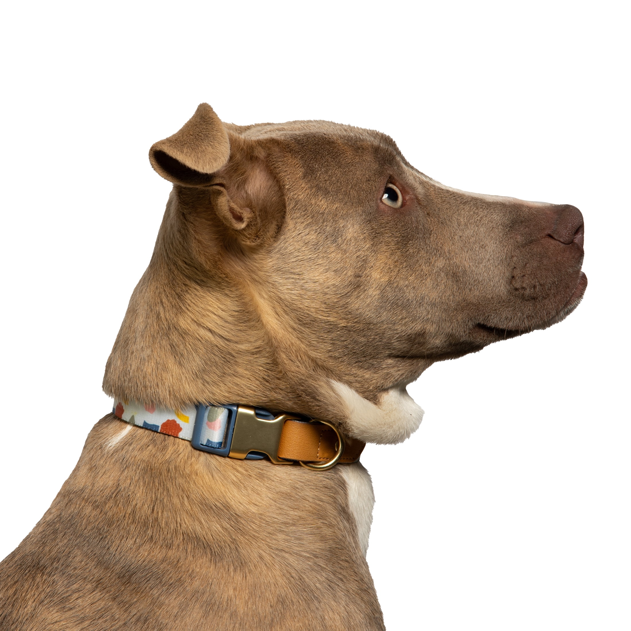 Vibrant Life Dog Collars, Abstract Shapes Fashion Pet Collar, Multicolored, Small
