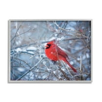 Stupell Industries Cardinal in Winter Branches Animals & Insects Photography Gray Framed Art Print Wall Art, 20 x 16
