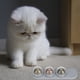 thumbnail image 4 of Juguete para mascotas, gato Snack Lick Catnip Catnip Toy Cat Toy elegante y moderno, 4 of 8
