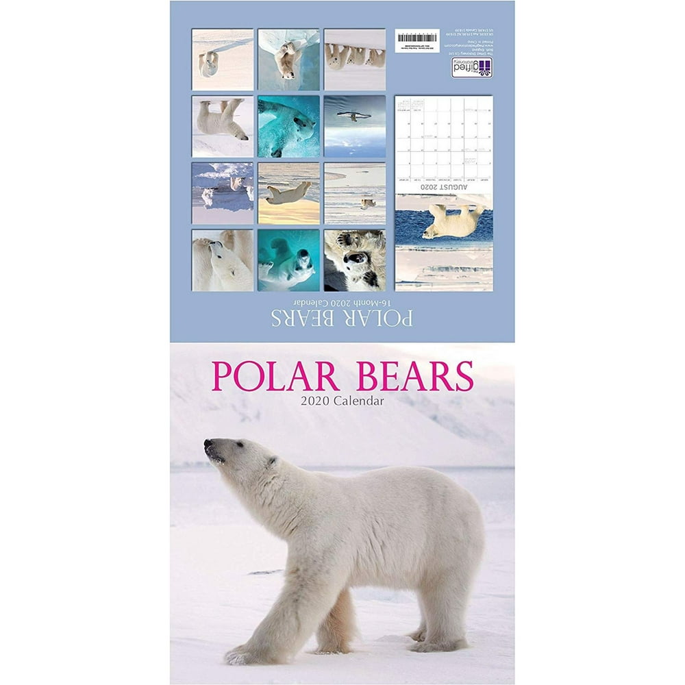 2020 Wall Calendar - Polar Bear Calendar, 12 x 12 inch Monthly View, 16