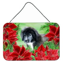 Carolines Treasures CK1347DS812 Newfoundland Puppy Poinsettas Wall or Door Hanging Prints  8x12 multicolor