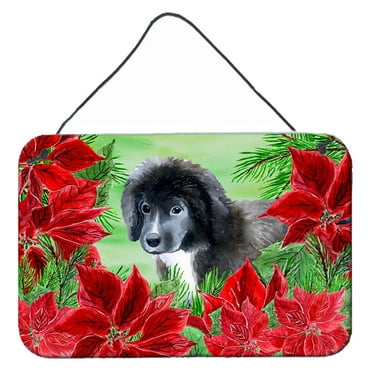 Carolines Treasures CK1347DS812 Newfoundland Puppy Poinsettas Wall or Door Hanging Prints  8x12 multicolor