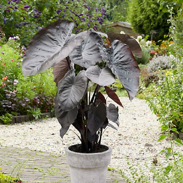 Elephant Ear Bulbs Jumbo Diamond Head 1 Bulb, Black, Container