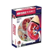 4D Human Kidney Anatomy Science Model - STEM Toy
