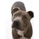 thumbnail image 2 of Cadena De Paseo Para Perro Marca Tosko, 2 of 3