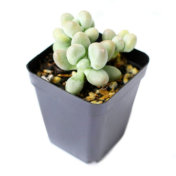 Lavender Pebbles Graptopetalum (2"  Plastic Pot) - Tiny, Lovely, Easy to Care Succulents for Beginners - Live Succulents for Home Office