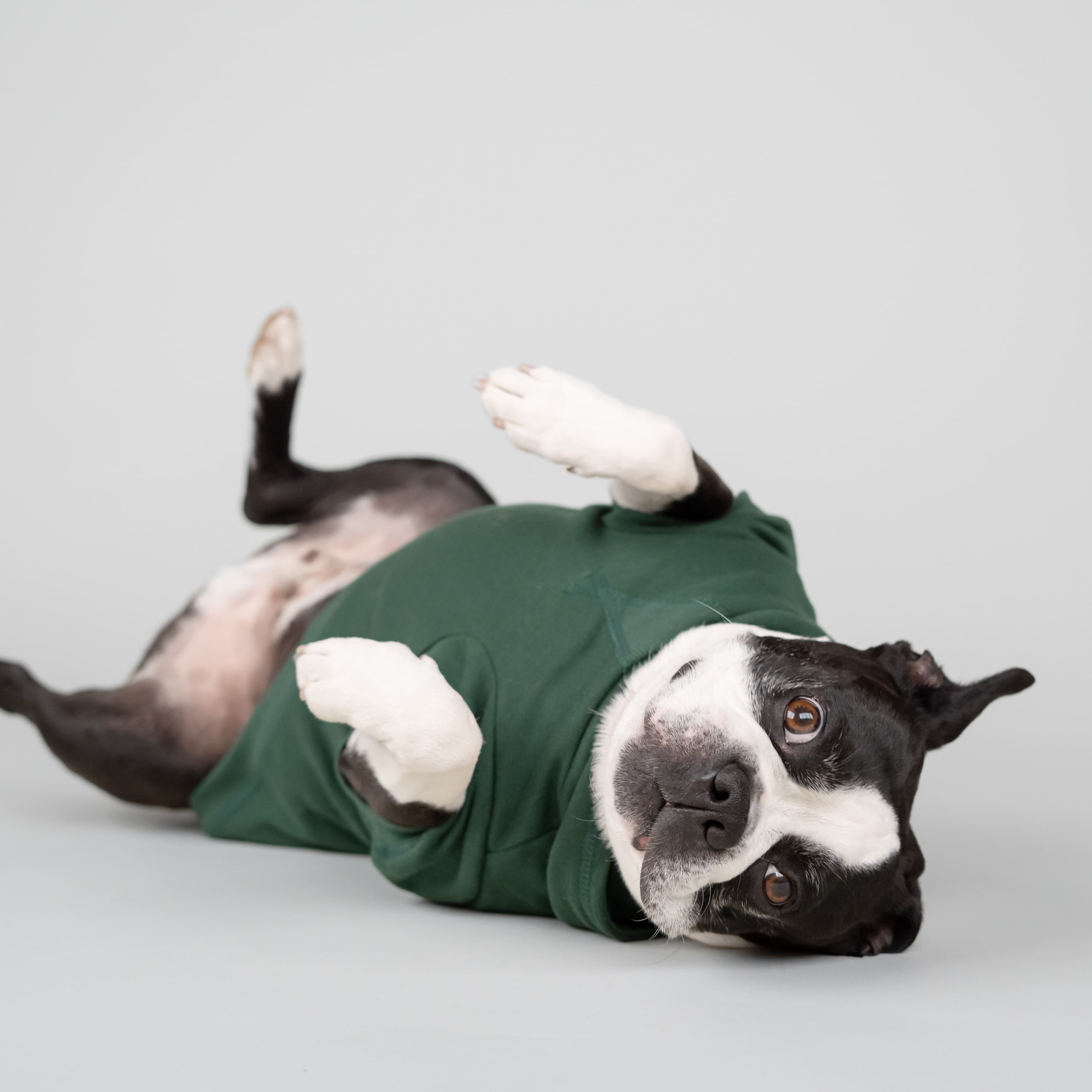 Gap Pet Dog Clothes, Classic Gap Logo Pet Hoodie, Green, Large