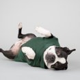 thumbnail image 3 of Gap Pet Dog and Cat Clothes, Classic Gap Logo Pet Hoodie, Green, Small, 3 of 17